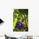 Grapes growing on a vine;La rioja spain Wall Mural