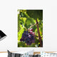 Grapes growing on a vine;La rioja spain Wall Mural