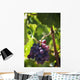 Grapes growing on a vine;La rioja spain Wall Mural
