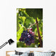 Grapes growing on a vine;La rioja spain Wall Mural