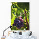 Grapes growing on a vine;La rioja spain Wall Mural