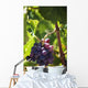 Grapes growing on a vine;La rioja spain Wall Mural