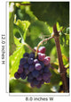 Grapes growing on a vine;La rioja spain Wall Mural