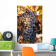 A cluster of grapes Wall Mural