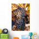A cluster of grapes Wall Mural