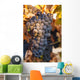 A cluster of grapes Wall Mural