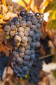A cluster of grapes Wall Mural
