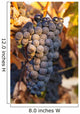 A cluster of grapes Wall Mural