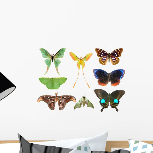 Butterfly Moth Collection