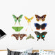 Butterfly Moth Collection