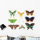 Butterfly Moth Collection