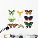 Butterfly Moth Collection