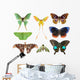 Butterfly Moth Collection