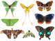 Butterfly Moth Collection