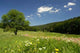 Nice Vessertal Wall Decal