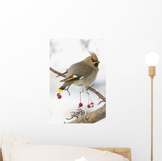 Bohemian Waxing Bird Feeding On Red Mountain Ash Berries Wall Mural