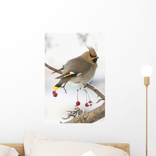 Bohemian Waxing Bird Feeding On Red Mountain Ash Berries Wall Mural