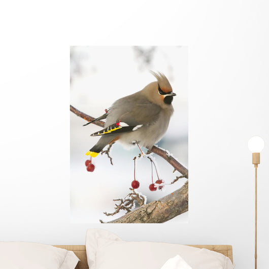 Bohemian Waxing Bird Feeding On Red Mountain Ash Berries Wall Mural