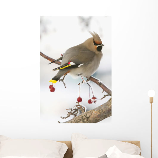Bohemian Waxing Bird Feeding On Red Mountain Ash Berries Wall Mural