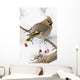 Bohemian Waxing Bird Feeding On Red Mountain Ash Berries Wall Mural