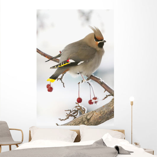 Bohemian Waxing Bird Feeding On Red Mountain Ash Berries Wall Mural