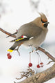 Bohemian Waxing Bird Feeding On Red Mountain Ash Berries Wall Mural