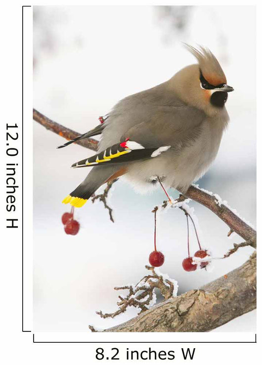 Bohemian Waxing Bird Feeding On Red Mountain Ash Berries Wall Mural
