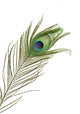 Peacock Feather Wall Decal