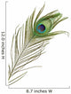Peacock Feather Wall Decal