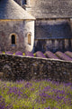 Blooming field of Lavender in front of Senanque Abbey Wall Mural