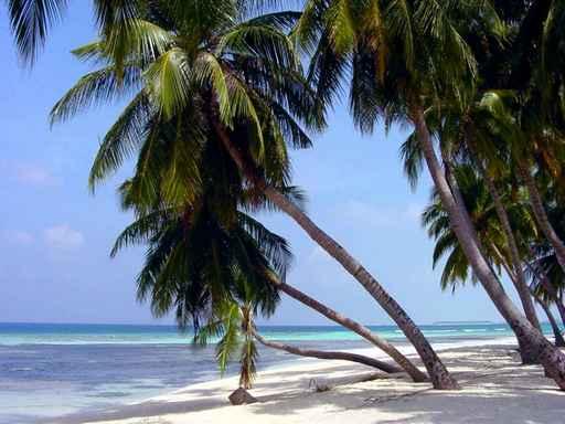 Beach Guadeloupe Wall Decal