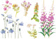 Summer Wild Flowers Collection