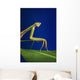 Praying mantis on a blue background;St albert alberta canada Wall Mural