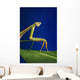 Praying mantis on a blue background;St albert alberta canada Wall Mural