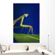 Praying mantis on a blue background;St albert alberta canada Wall Mural