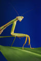 Praying mantis on a blue background;St albert alberta canada Wall Mural