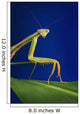 Praying mantis on a blue background;St albert alberta canada Wall Mural