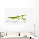 Praying Mantis White St Wall Decal