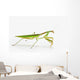 Praying Mantis White St Wall Decal