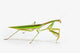 Praying Mantis White St Wall Decal