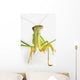 Praying mantis on white background;St albert alberta canada Wall Mural