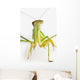Praying mantis on white background;St albert alberta canada Wall Mural