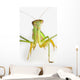 Praying mantis on white background;St albert alberta canada Wall Mural
