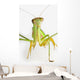 Praying mantis on white background;St albert alberta canada Wall Mural