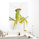 Praying mantis on white background;St albert alberta canada Wall Mural