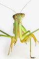 Praying mantis on white background;St albert alberta canada Wall Mural