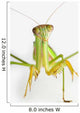 Praying mantis on white background;St albert alberta canada Wall Mural