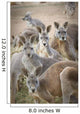 Kangaroos;Waga waga australia Wall Mural