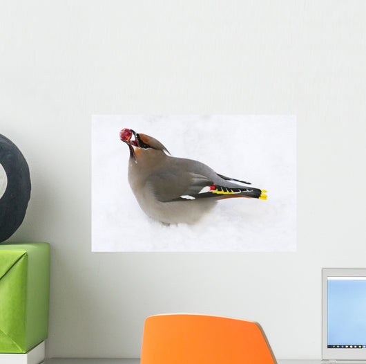 Bohemian Waxing Bird Feeding On Red Mountain Ash Berries Wall Mural