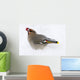Bohemian Waxing Bird Feeding On Red Mountain Ash Berries Wall Mural